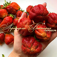 Клубника ШАПКА МОНОМАХА (КРУПНОМЕР! ОГРОМНЫЙ КУСТ, УРОЖАЙ В ГОД ПОСАДКИ) Клубника ШАПКА МОНОМАХА (КРУПНОМЕР! ОГРОМНЫЙ КУСТ, УРОЖАЙ В ГОД ПОСАДКИ)